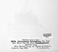 Passalora ferruginea image